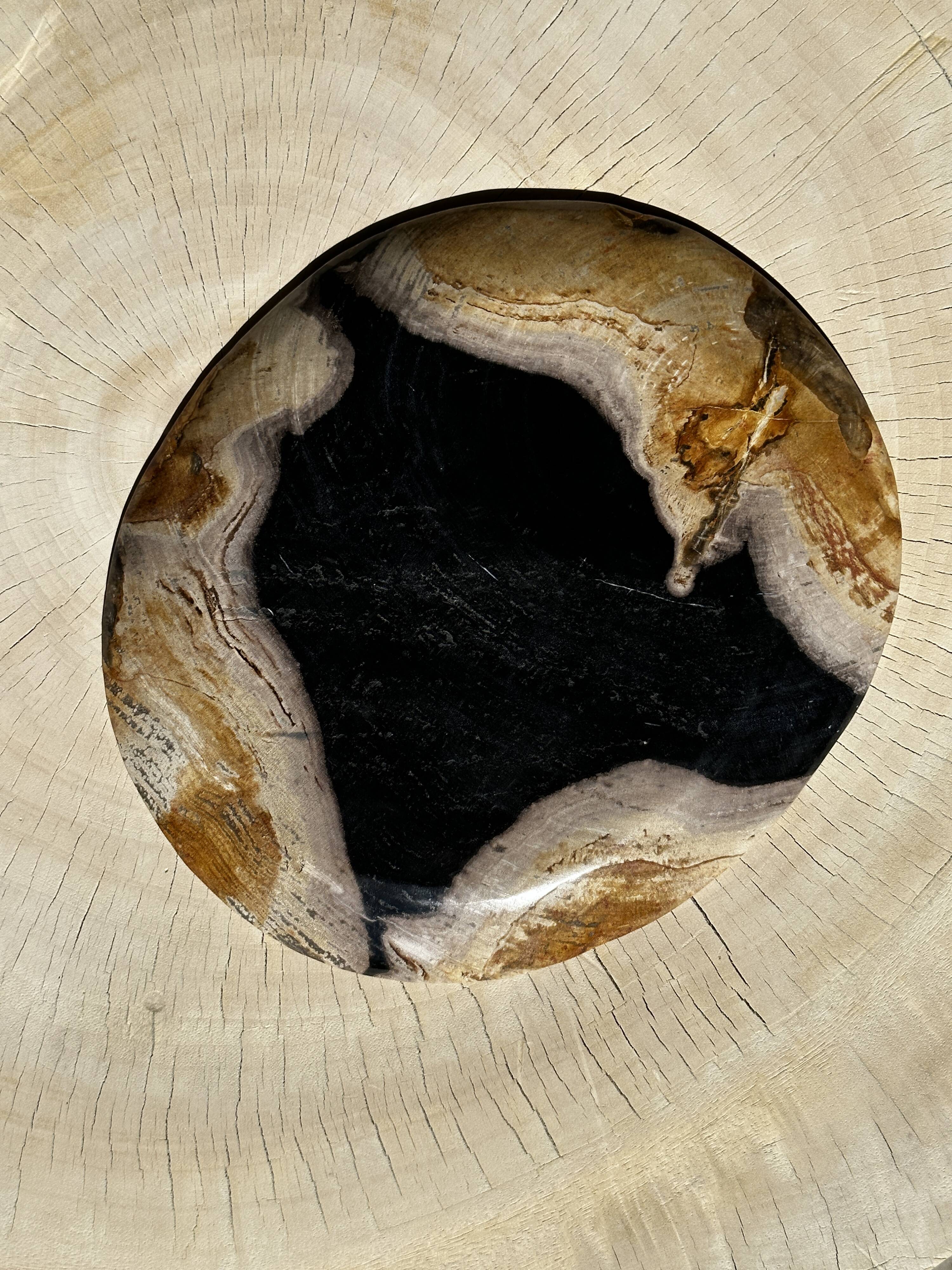 Empty pocket or dish in medium petrified wood
