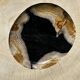 Empty pocket or dish in medium petrified wood