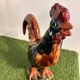Ceramic sculpture of a rooster from Bavent, glazed terracotta, 1960.