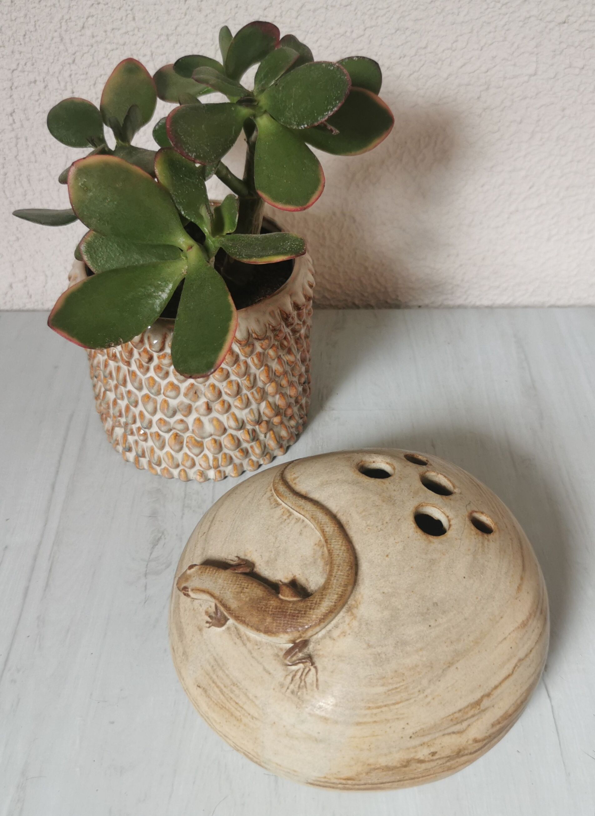 Pique flowers sandstone lizard