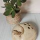 Pique flowers sandstone lizard
