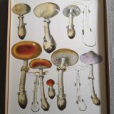Lot de 3 planches botaniques mycologie champignon vintage
