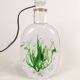 Mid-century table lamp "Seaweed" Kosta Vicke Lindstrand, 1950s, Sweden