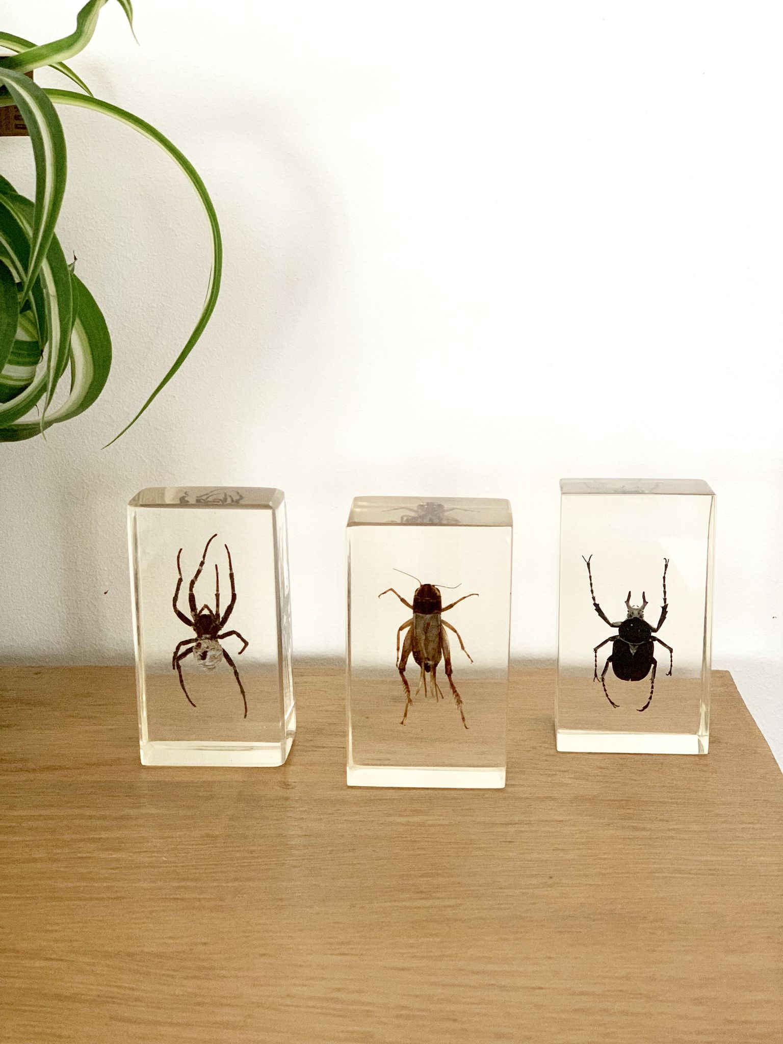 Trio d’insectes sous inclusion de résine N°3