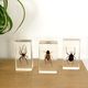 Trio d’insectes sous inclusion de résine N°3