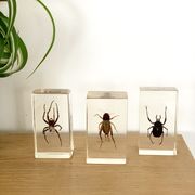Trio d’insectes sous inclusion de résine N°3