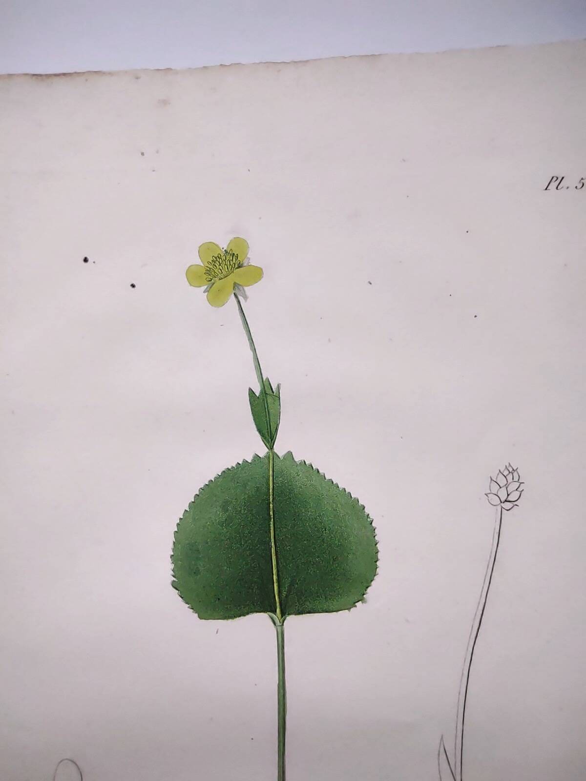 Gravure botanique ancienne de 1829 - Renoncule Thora- Par Pierre-Antoine Poiteau peinte à la main