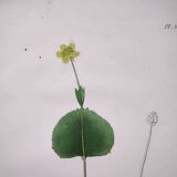 Antique botanical engraving from 1829 - Ranunculus Thora - Hand painted by Pierre-Antoine Poiteau