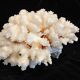 Ancient Coral