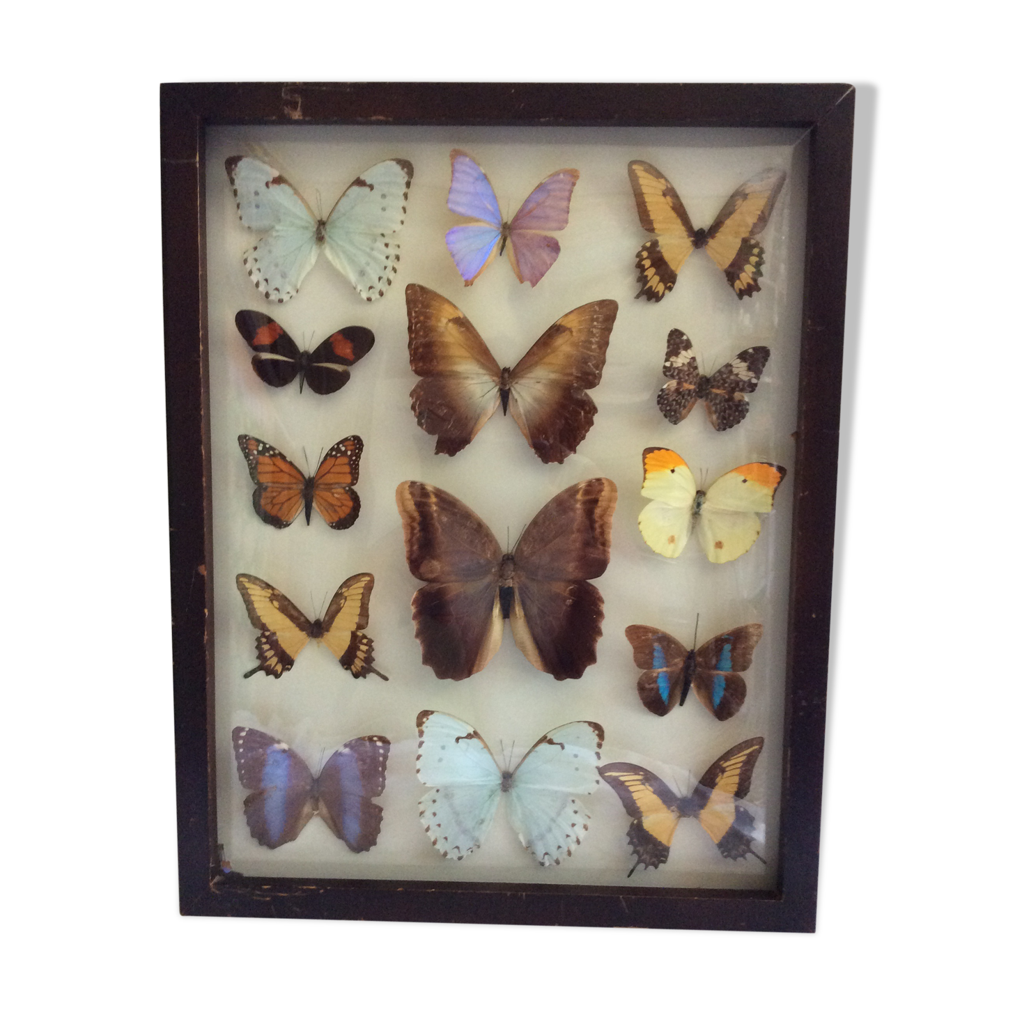 Butterfly frame