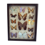 Butterfly frame