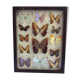 Butterfly frame