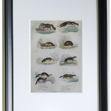 Original zoological plate " common & american fox, badger,... - buffon 1838