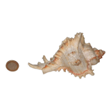 Shell Murex ramosus