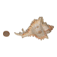 Shell Murex ramosus