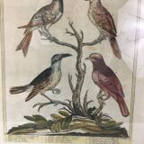 Ancient engraving birds