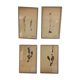 4 herbaries