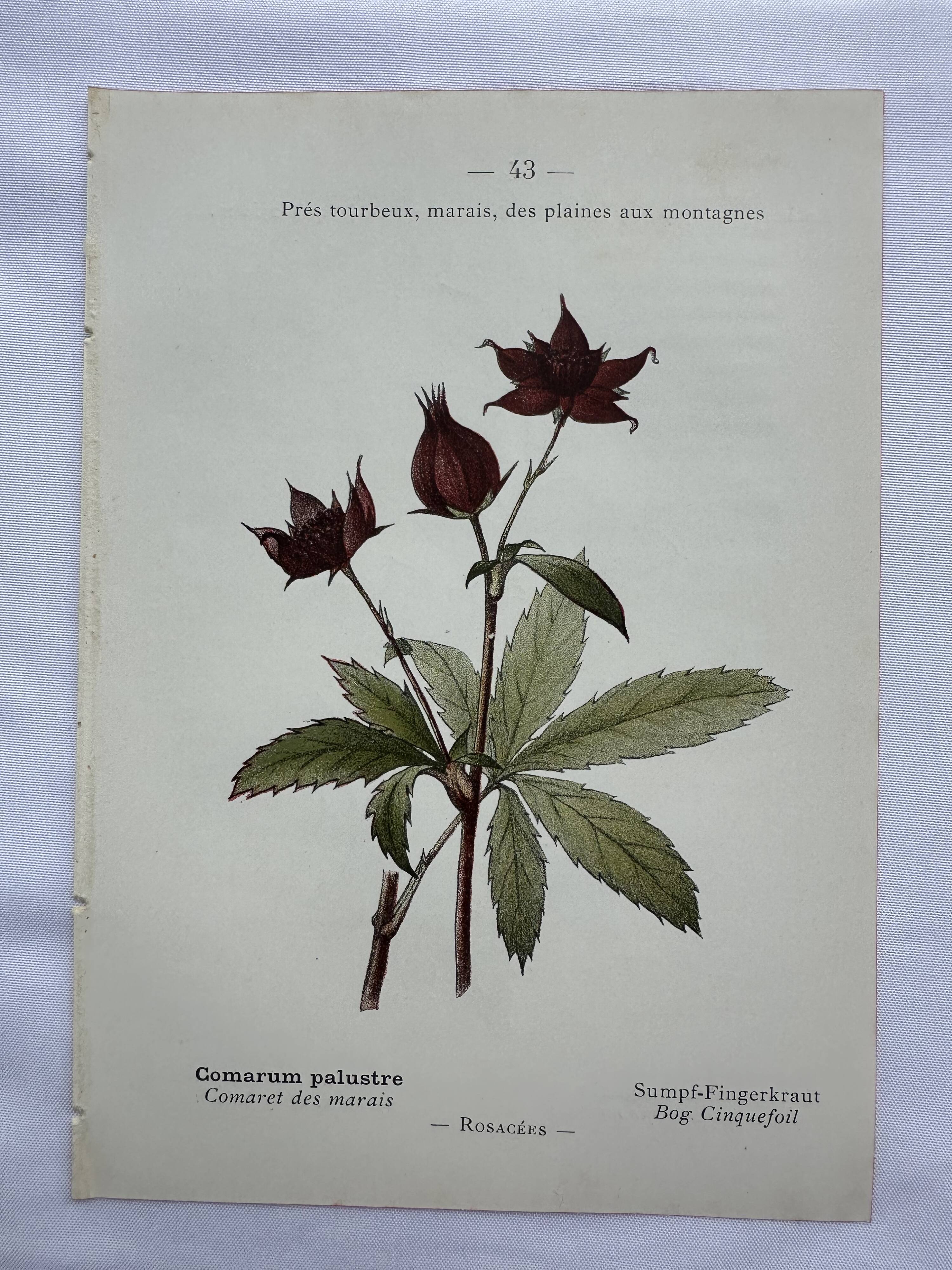 Botanical lithographic print, naturalistic, from the 1800s.