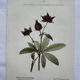 Botanical lithographic print, naturalistic, from the 1800s.