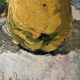Painting 1955 "Apple and Quince" signed D. Dauphin