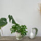 White ceramic pot cache in old flower slip