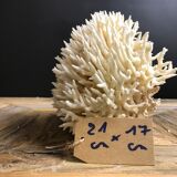 Coral nest