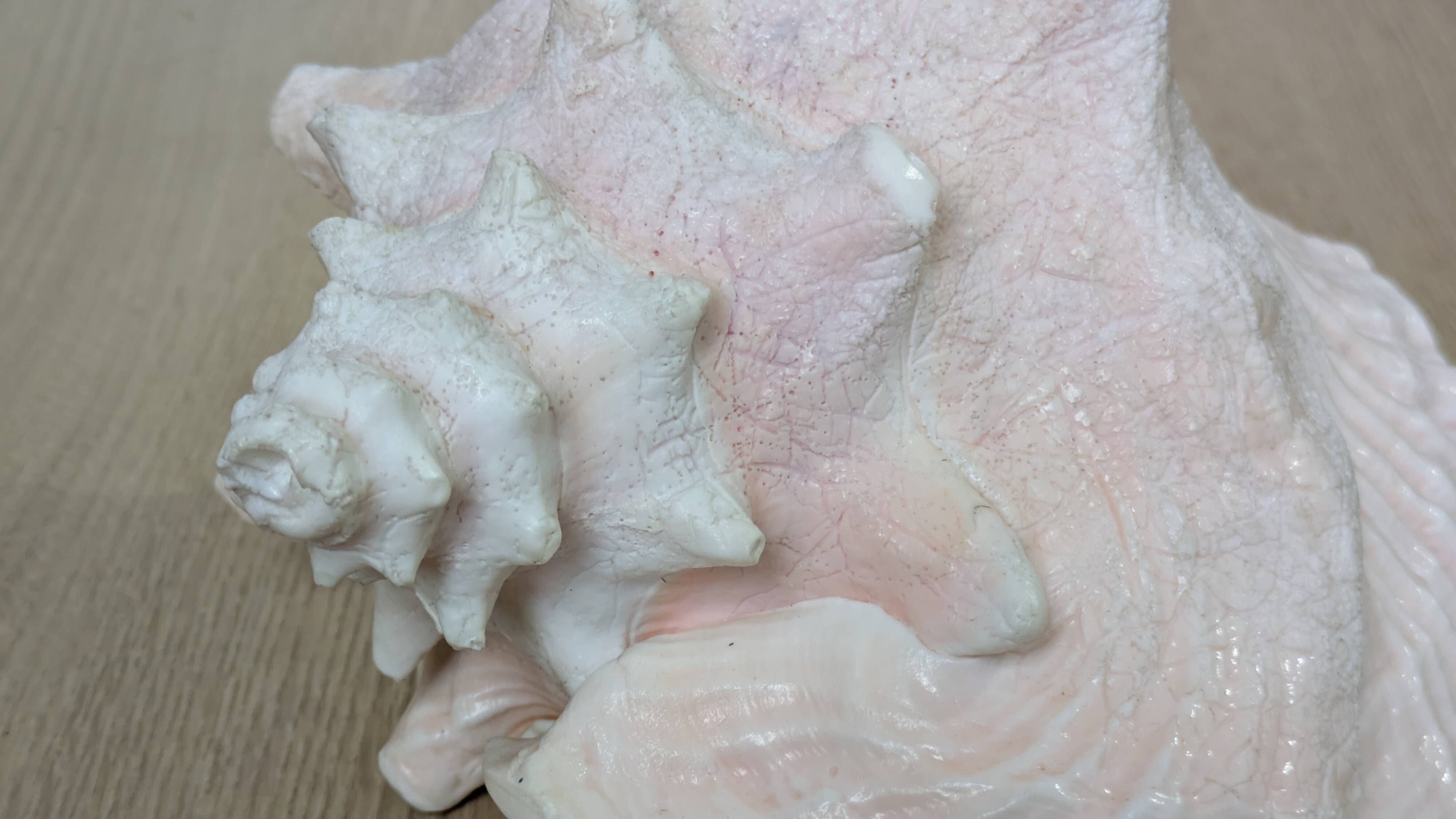 Heavy Marine Shell "Lambi" (Strombus Gigas) - Pink Interior - 1.37 kg