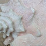 Heavy Marine Shell "Lambi" (Strombus Gigas) - Pink Interior - 1.37 kg