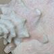 Heavy Marine Shell "Lambi" (Strombus Gigas) - Pink Interior - 1.37 kg