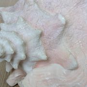 Heavy Marine Shell "Lambi" (Strombus Gigas) - Pink Interior - 1.37 kg