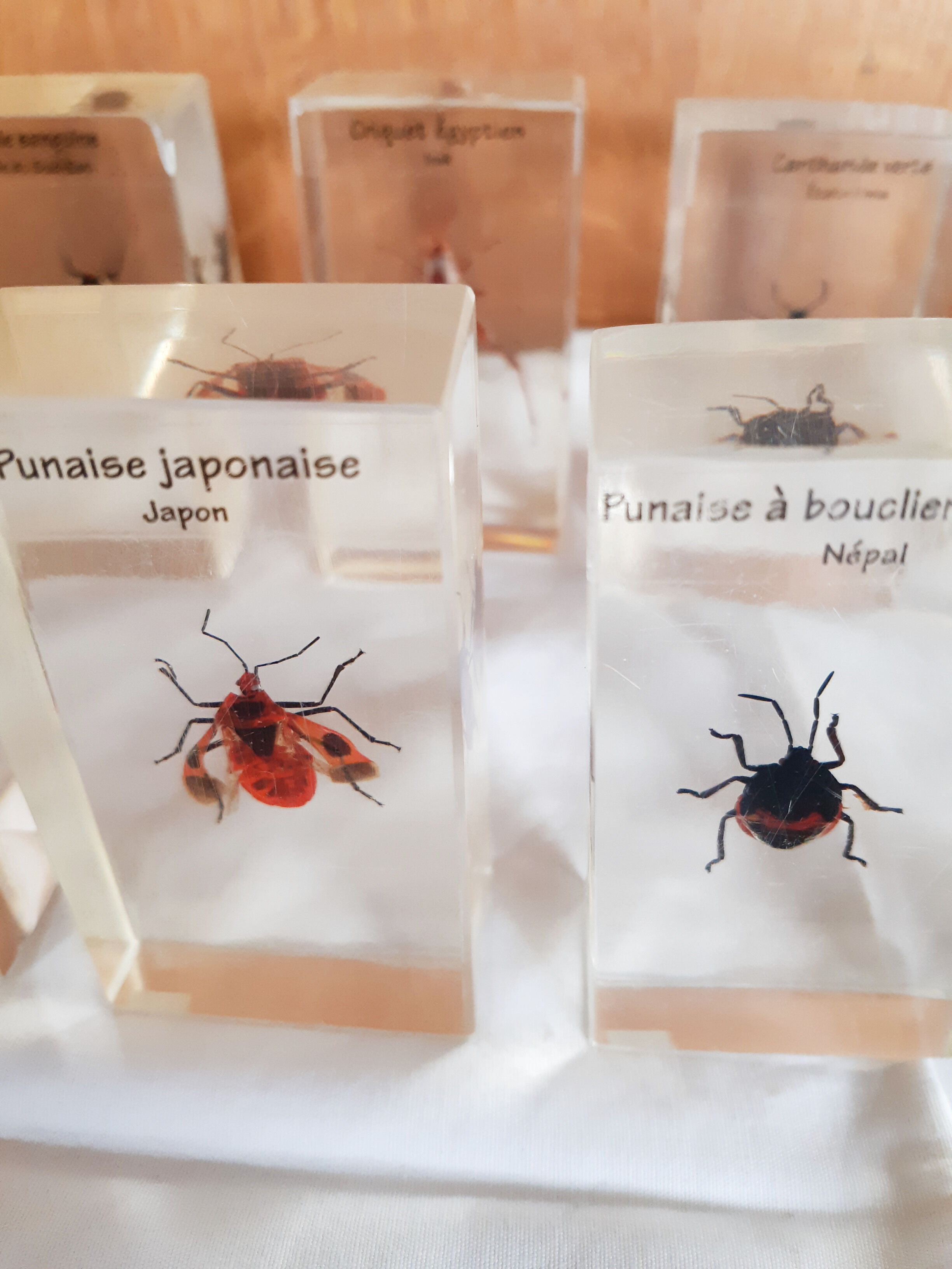 Lot de 10 véritables insectes en inclusion de résine