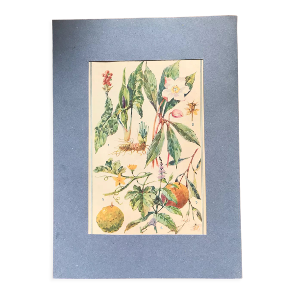 Planche botanique vintage originale n XI