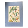 Planche botanique vintage originale  n XI