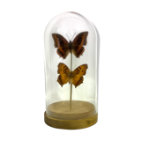 Butterflies under globe