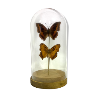 Butterflies under globe