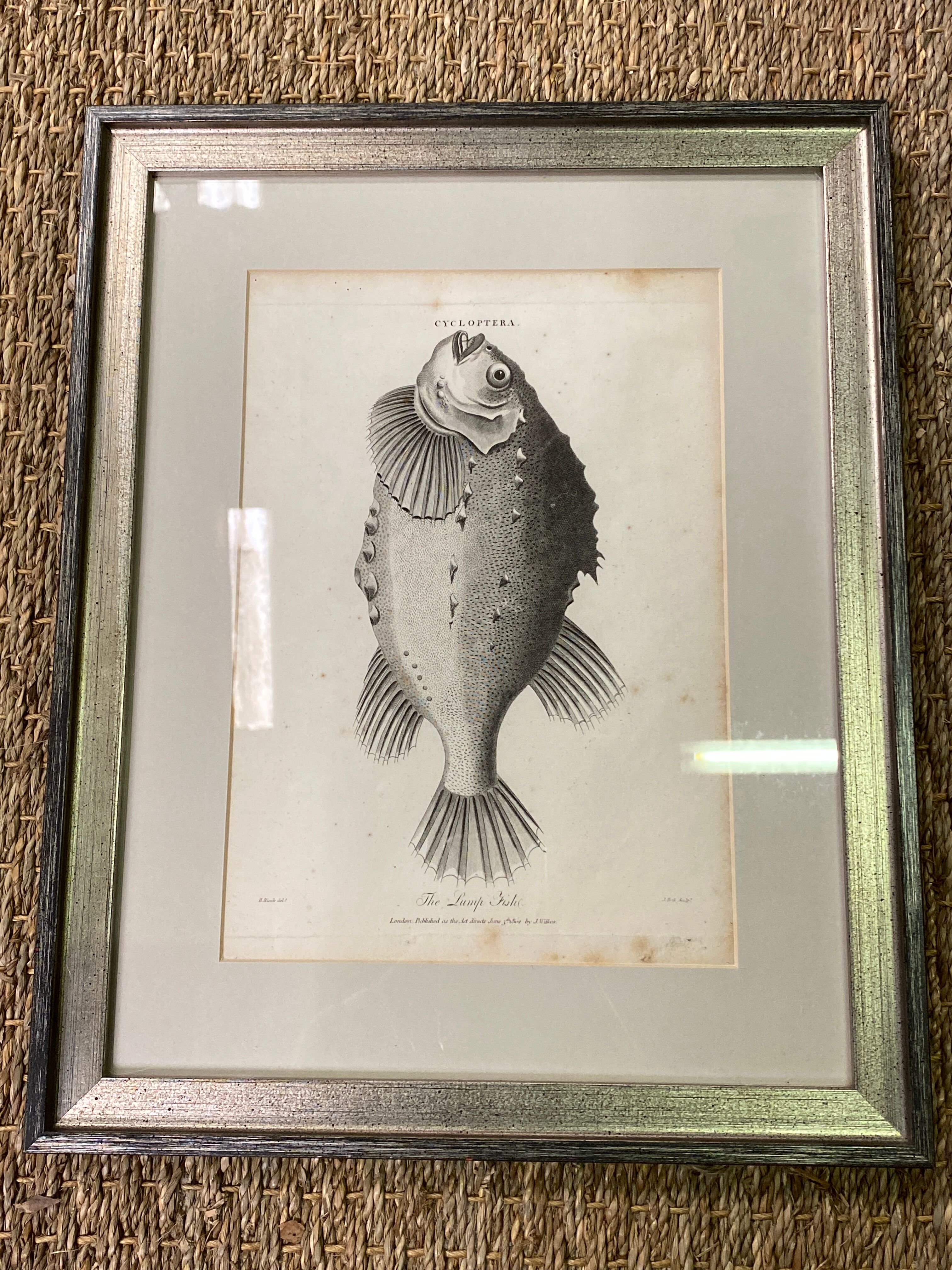 Fish engraving "Cycloptera"