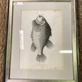 Fish engraving "Cycloptera"