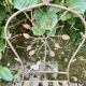 Paire de Chaise de Jardin