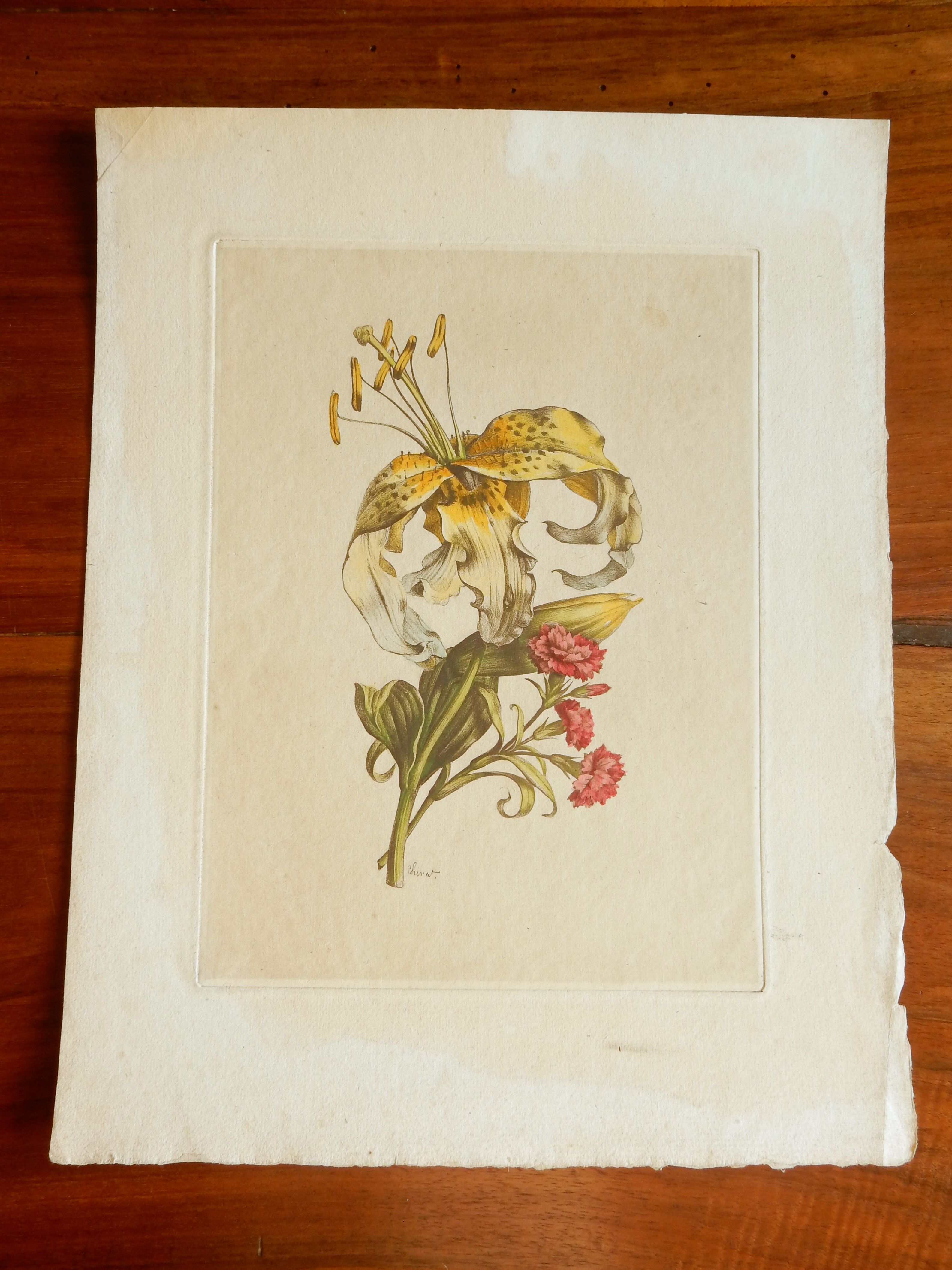 Planche botanique Lys jaune et oeillets du poète roses
