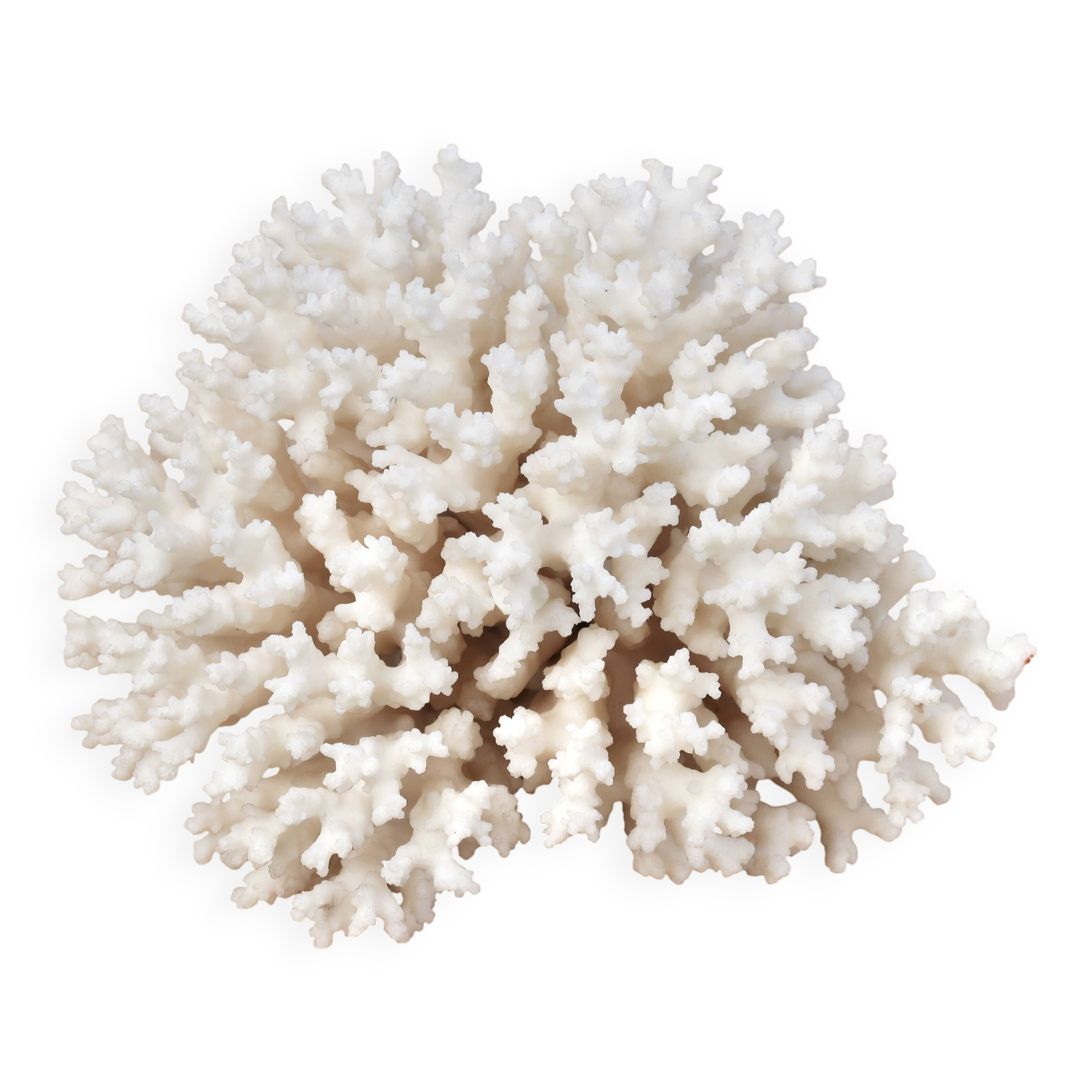 Vintage natural white coral, 1970s