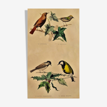 Planche ornithologique "Rossignol, Roitelet, &c" 1940 Buffon