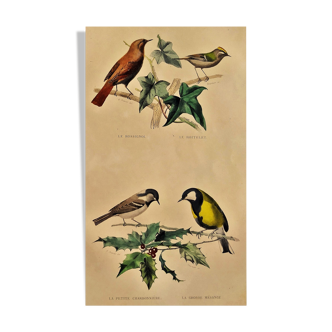 Planche ornithologique "Rossignol, Roitelet, &c" 1940 Buffon