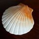 Ceramic shell 1960