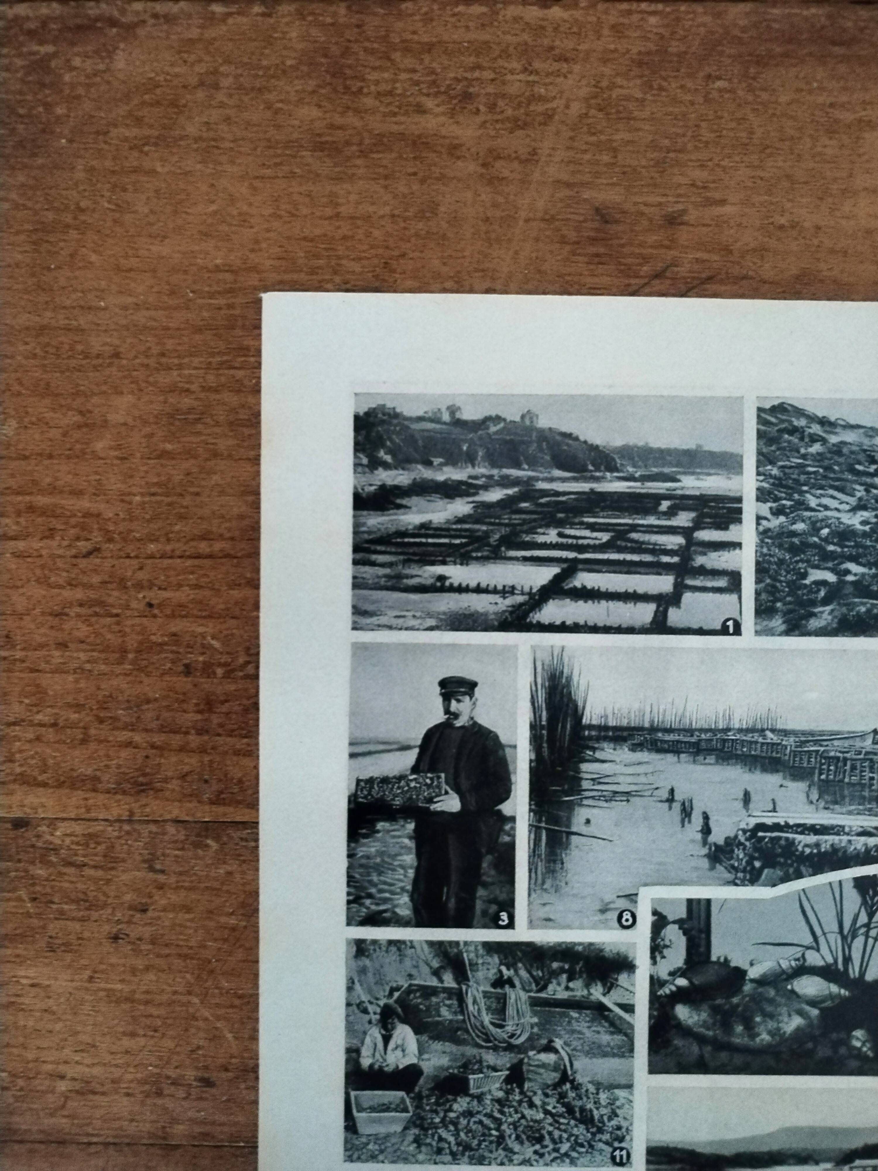 Original lithograph on molluscs