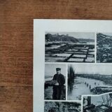 Original lithograph on molluscs