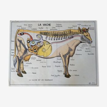 Ancienne affiche mdi années 60 vintage boeuf boucher  le cheval et la vache