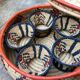 African lidbox and raffia cockroaches