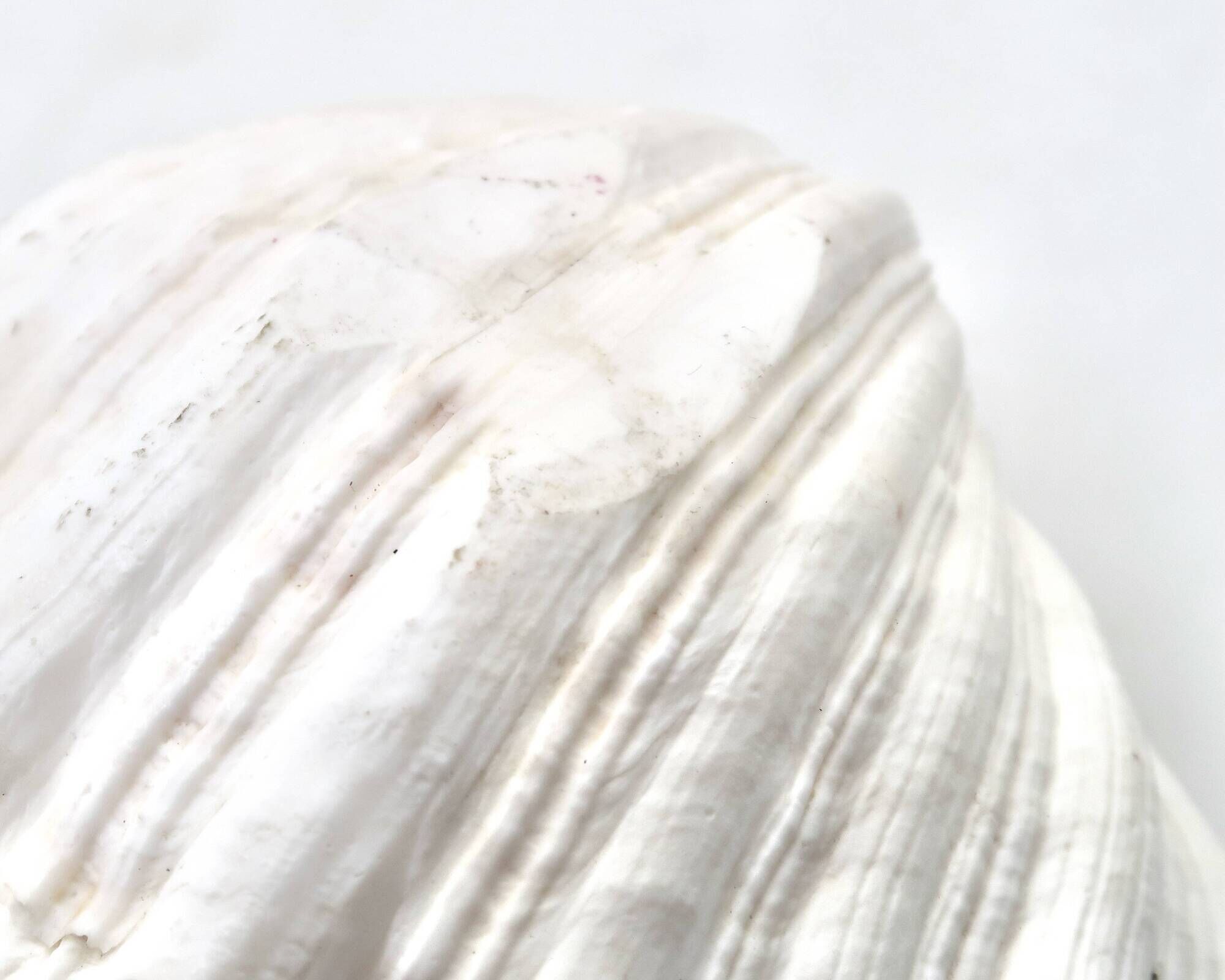 Natural white shell vide poche, vintage 1970s.