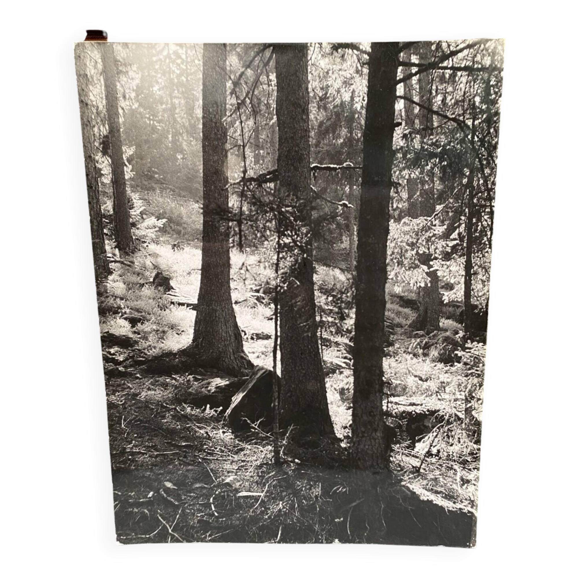 Film photograph by bernard darot, afiap club nantais, flow of light in the forest