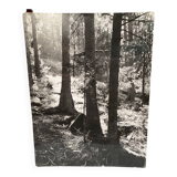 Film photograph by bernard darot, afiap club nantais, flow of light in the forest